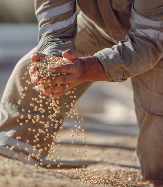 Is Soy Protein Safe? Research Shows No Effect on Men’s Hormones - YuAchieve™